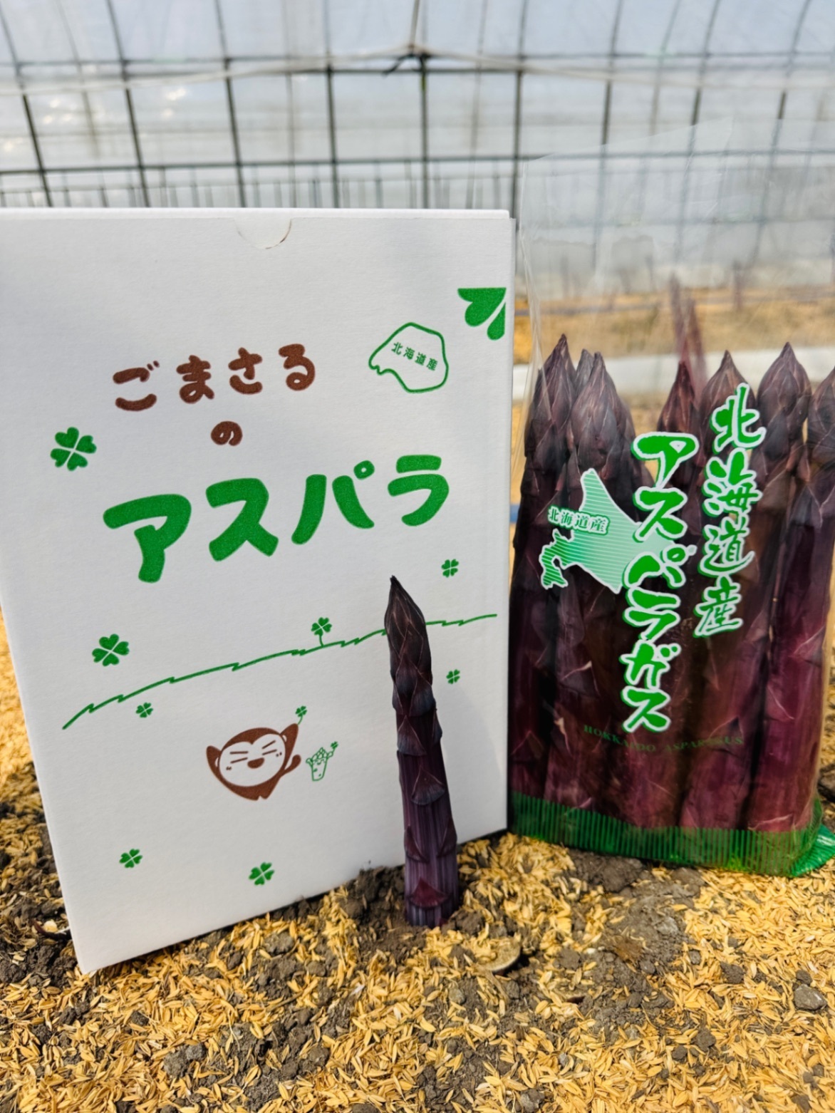 北海道産　
超極太の紫アスパラ（わがままな紫式部）5/20までの期間限定