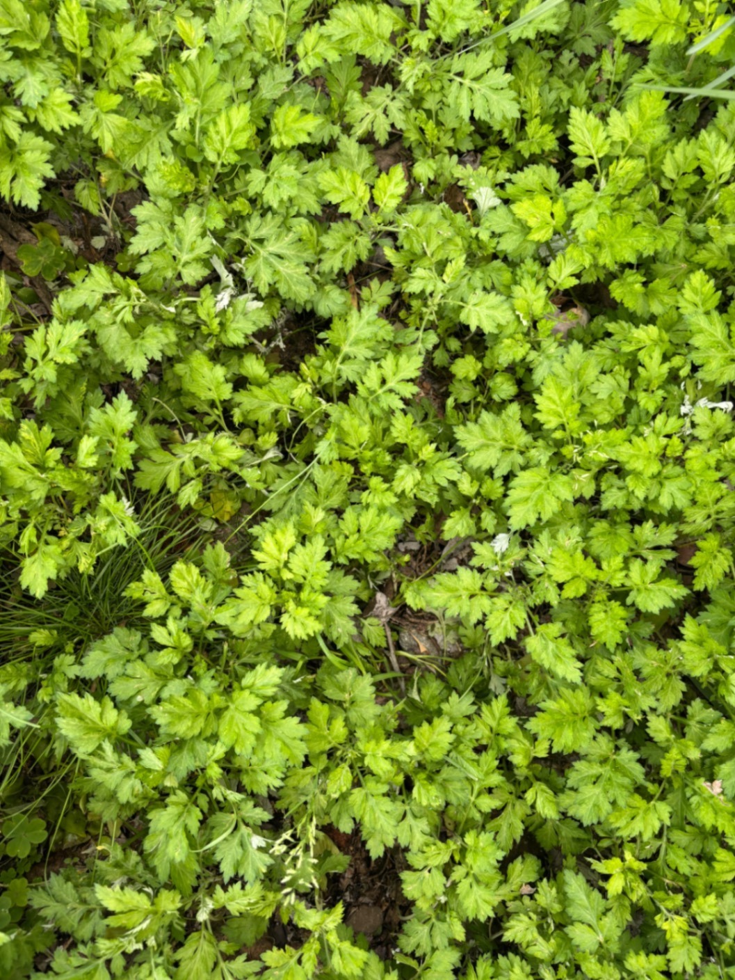 【自然そのまま　新芽🌱乾燥　よもぎ】お茶