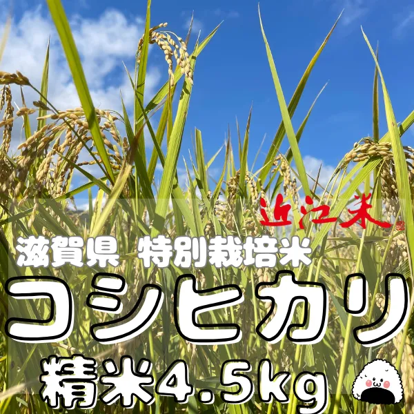 新米☆精米5kg☆令和8年度 滋賀県産コシヒカリ 7年以上化学肥料不使用