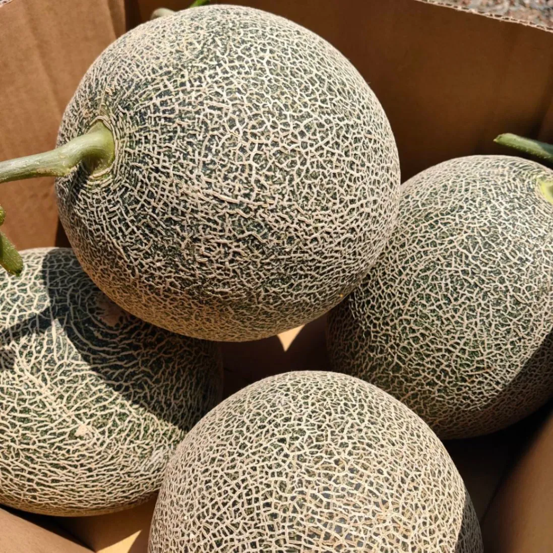 【月末セール】ペルルメロン 4,5玉 約5.5〜7.5kg 糖度：16〜18度 鳥取県産
