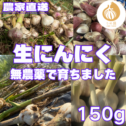【旬の香り】──新鮮生にんにく　栽培時農薬不使用
