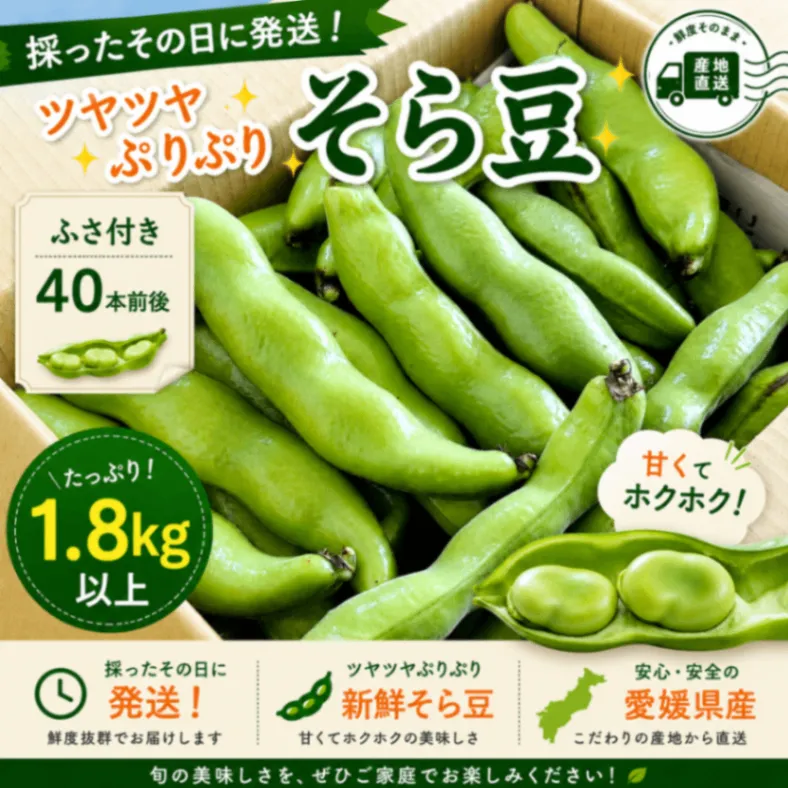 【愛媛産】採れたて！ツヤツヤプリプリそら豆 
60サイズの箱いっぱい❣️