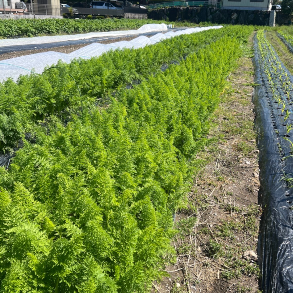 【甘い・濃い・新鮮】🥕人参「恋むすめ」 食べきり1kgセット　にんにくのおまけ付き🧄