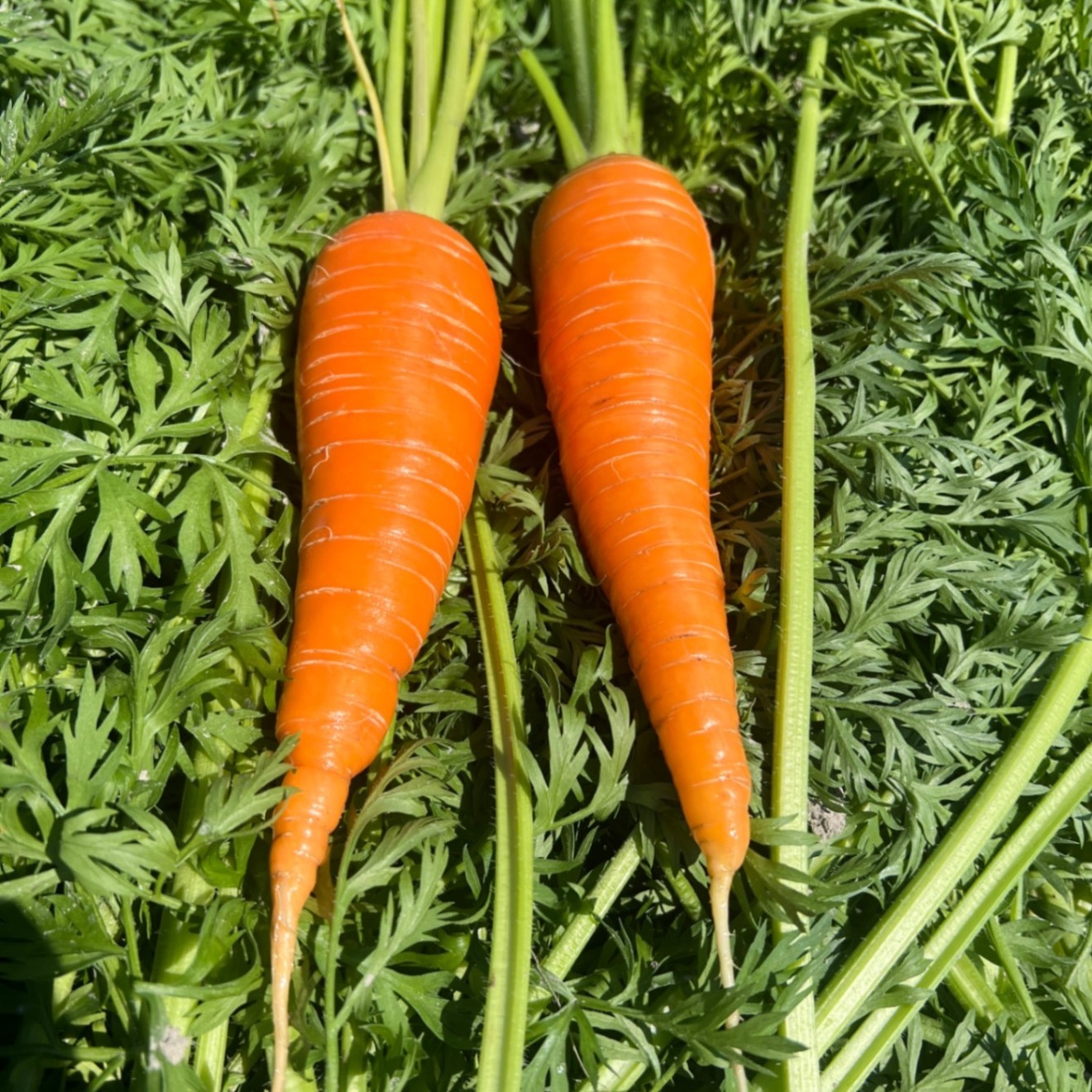 【甘い・濃い・新鮮】🥕人参「恋むすめ」 食べきり1kgセット　にんにくのおまけ付き🧄