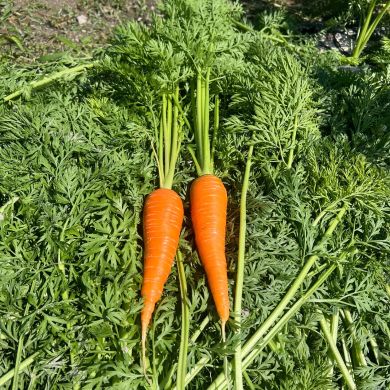 【甘い・濃い・新鮮】🥕人参「恋むすめ」 食べきり1kgセット　にんにくのおまけ付き🧄