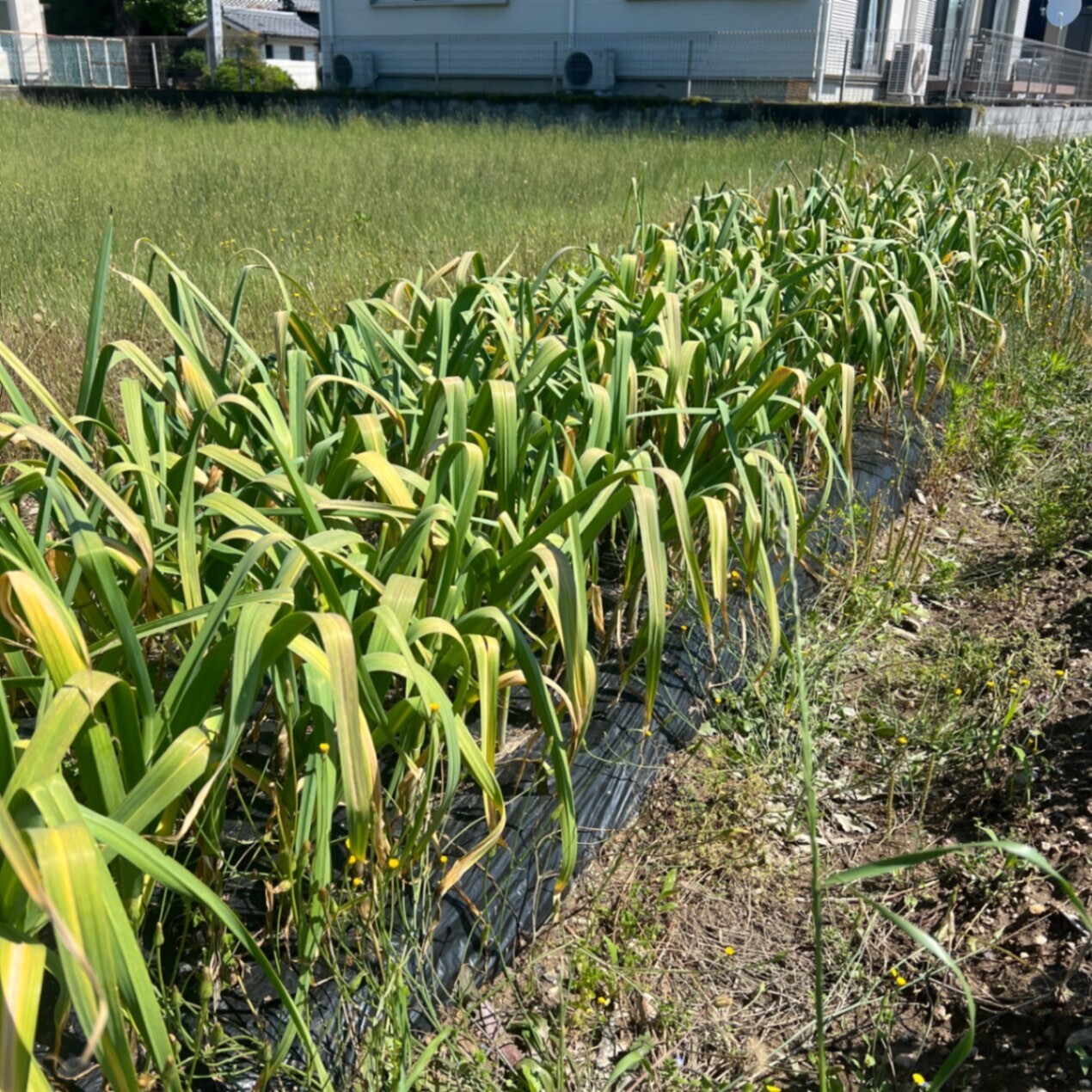 【甘い・濃い・新鮮】🥕人参「恋むすめ」 食べきり1kgセット　にんにくのおまけ付き🧄