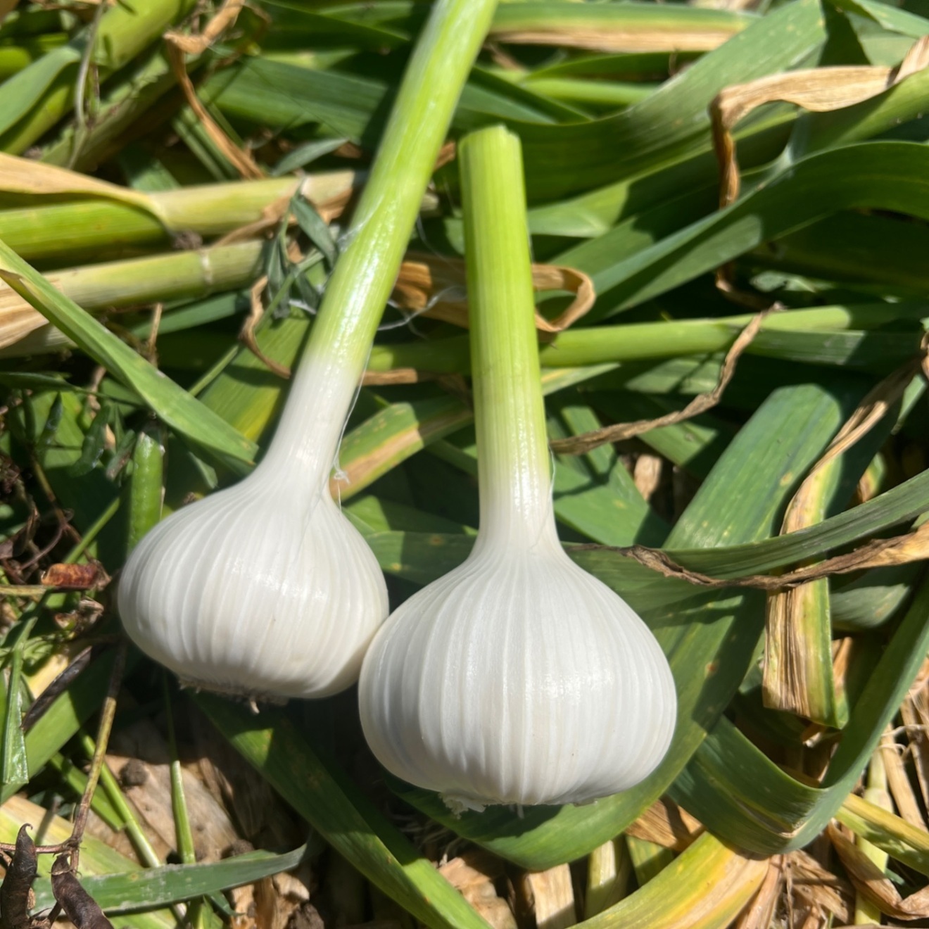 【甘い・濃い・新鮮】🥕人参「恋むすめ」 食べきり1kgセット　にんにくのおまけ付き🧄