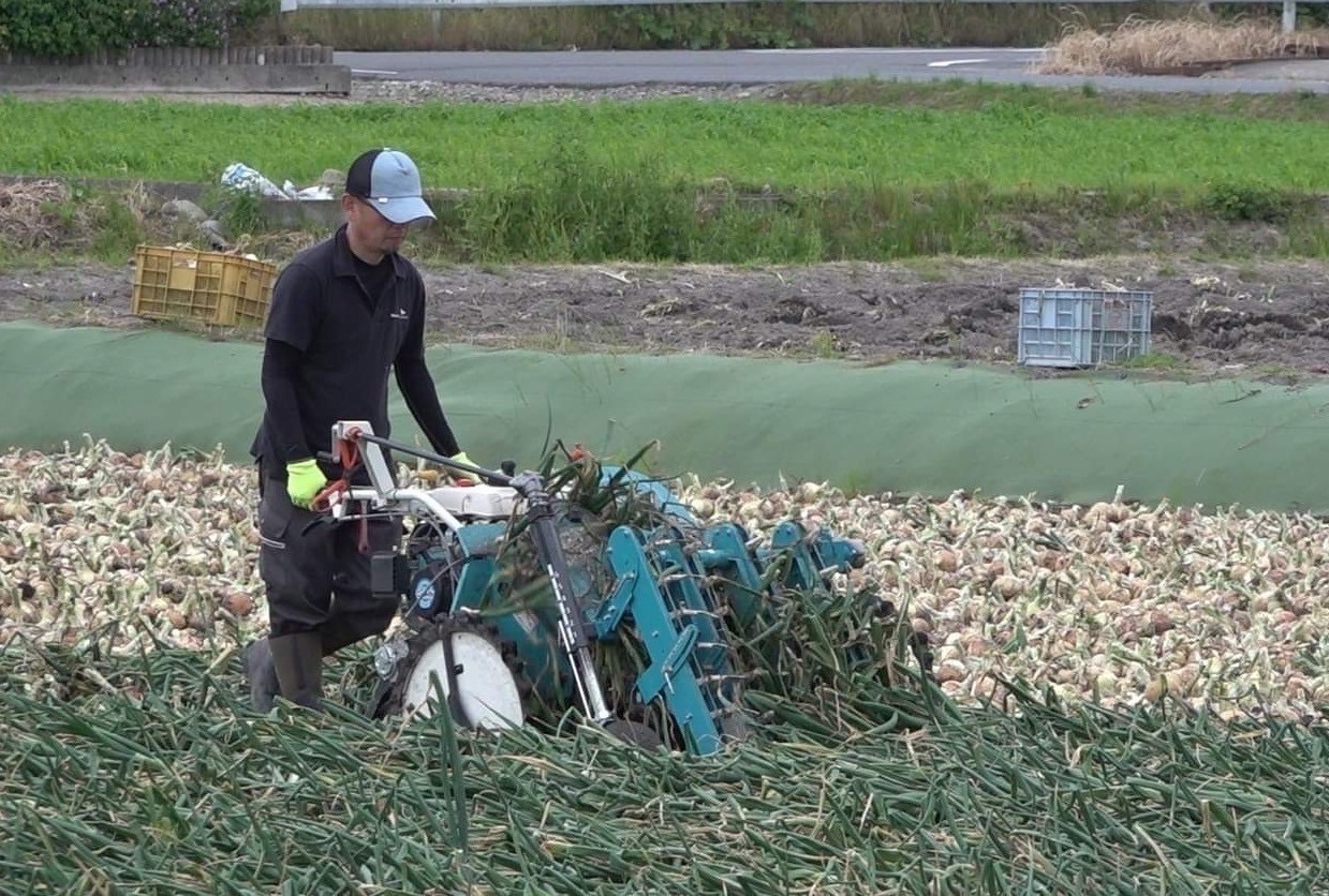 【学長も食べた？】淡路島産新たまねぎ 6kg 自家農園直送 料理用 生鮮野菜  早生 七宝