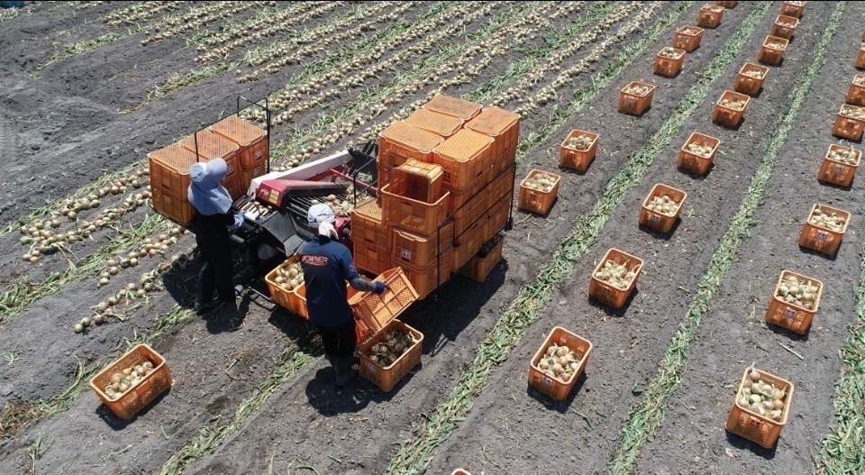 【学長も食べた？】淡路島産新たまねぎ 6kg 自家農園直送 料理用 生鮮野菜  早生 七宝