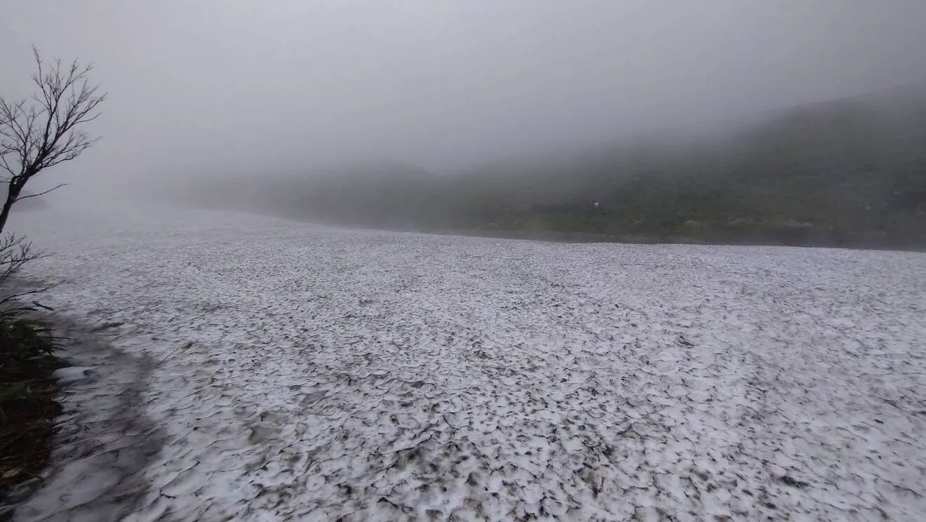 【今期終了・予約・6月発送・中細サイズ】朝採り天然月山筍500g ◆山形県月山山系の極上根曲がり竹◆