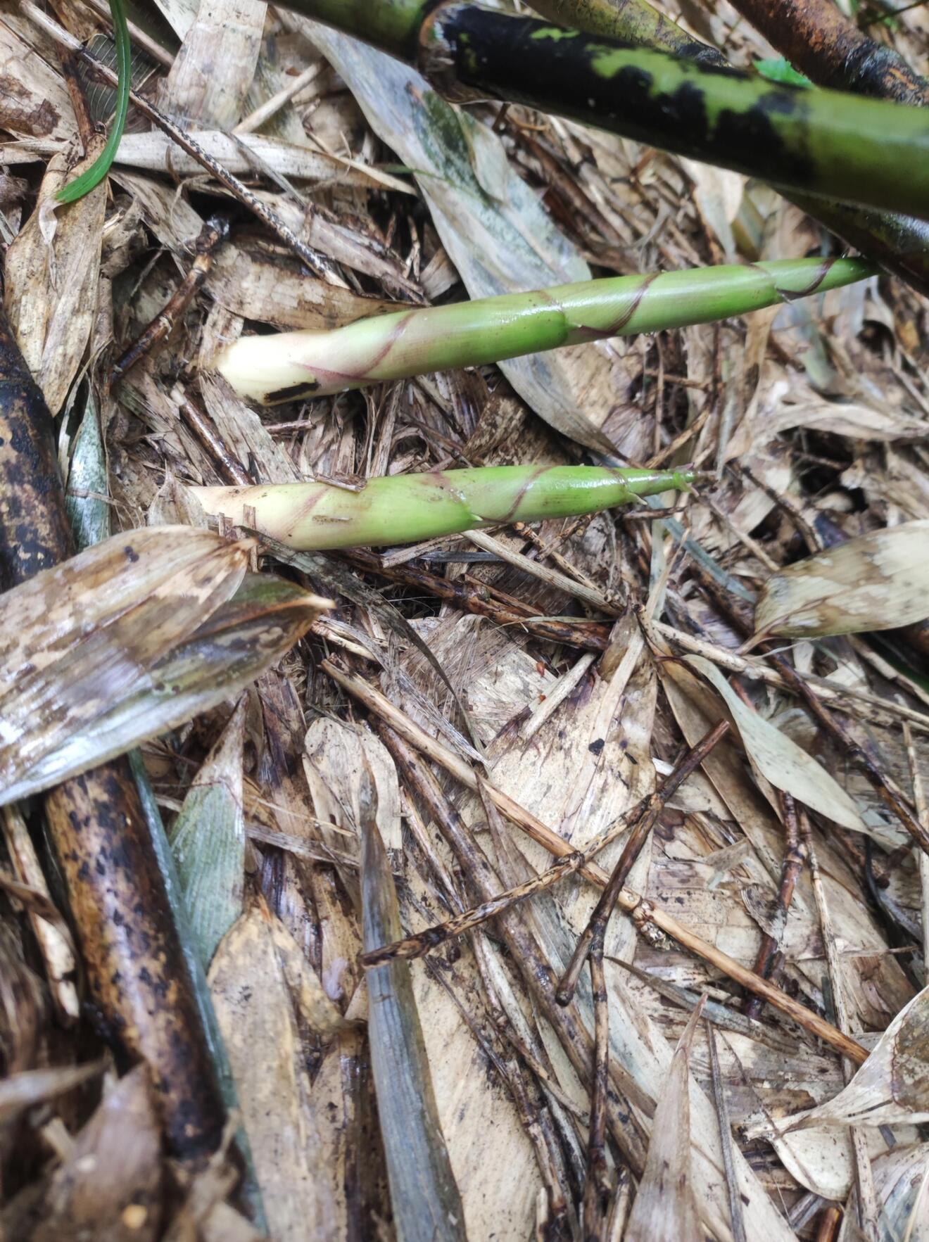 【予約販売・6月発送・お試し中小サイズ】朝採り天然月山筍400g ◆山形県月山山系の極上根曲がり竹◆