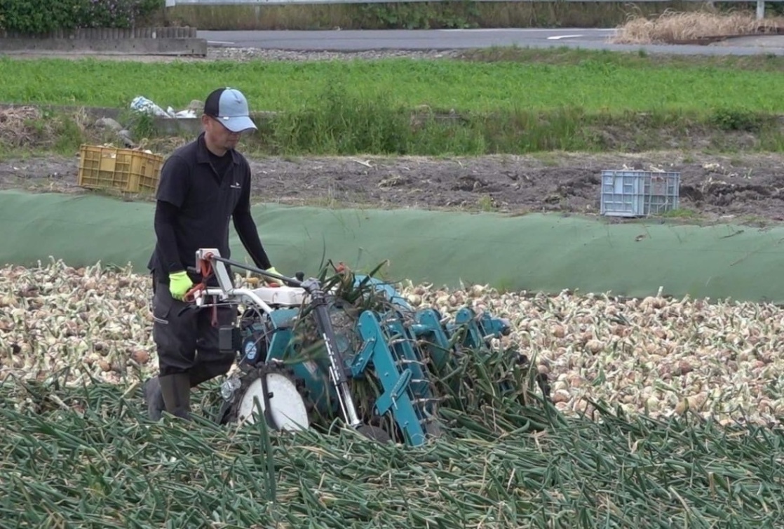 【学長も食べた？】淡路島産新たまねぎ 3kg 自家農園直送 料理用 生鮮野菜  早生 七宝