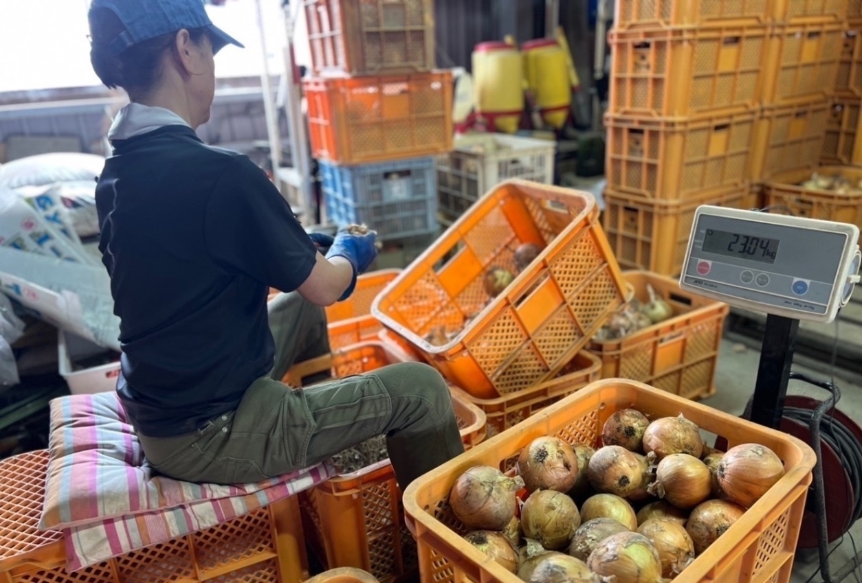【学長も食べた？】淡路島産新たまねぎ 3kg 自家農園直送 料理用 生鮮野菜  早生 七宝