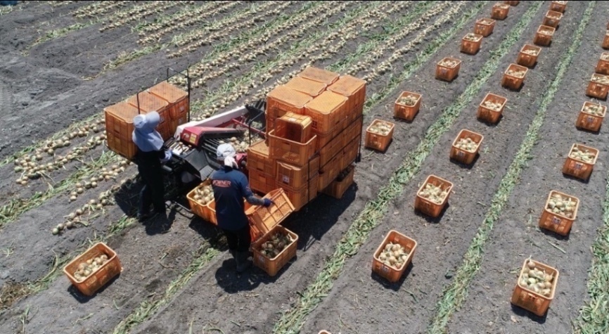 【学長も食べた？】淡路島産新たまねぎ 3kg 自家農園直送 料理用 生鮮野菜  早生 七宝