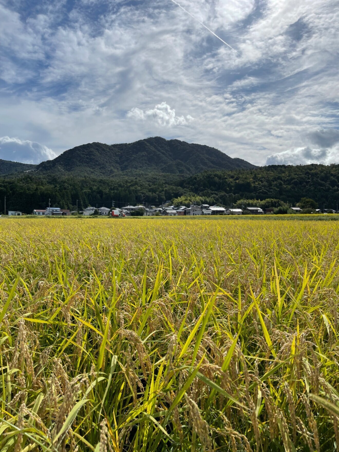 【無洗米】滋賀県環境こだわり製法特別栽培米 光選別機使用 近江米コシヒカリ4.5kg【行楽アイテム】