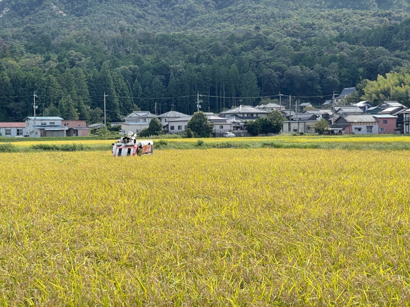 【無洗米】滋賀県環境こだわり製法特別栽培米 光選別機使用 近江米コシヒカリ4.5kg【行楽アイテム】