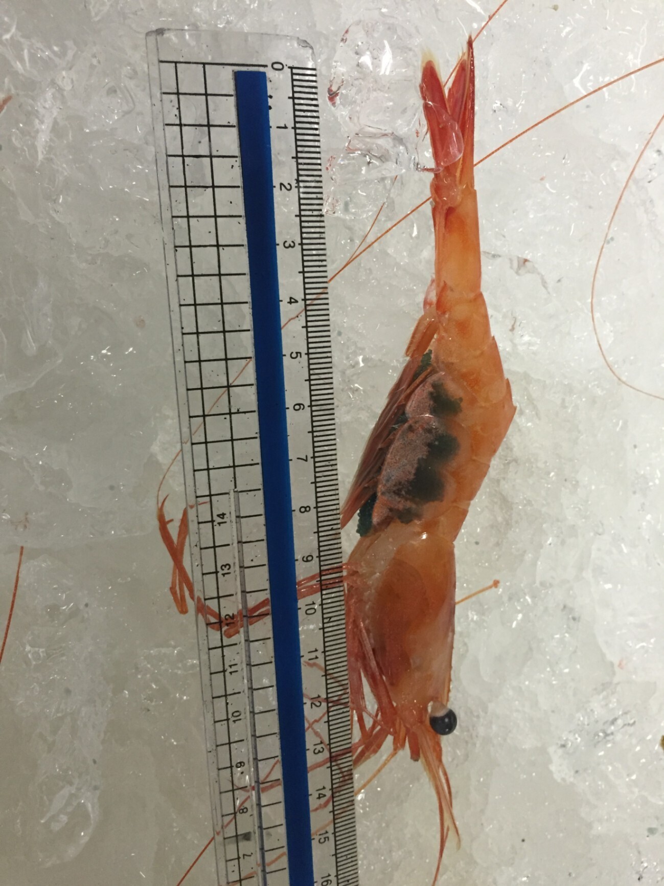 【訳あり・送料込】福井県三国港産 天然甘エビ1kg 子持ち入りあり・刺身OK
