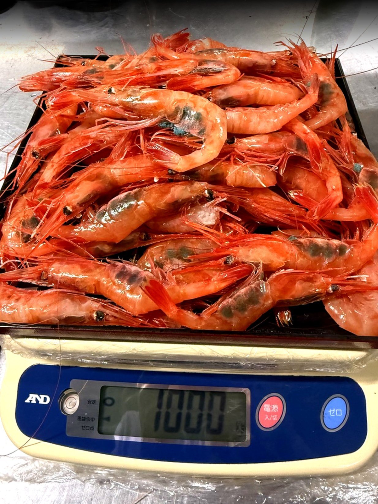【訳あり・送料込】福井県三国港産 天然甘エビ1kg 子持ち入りあり・刺身OK
