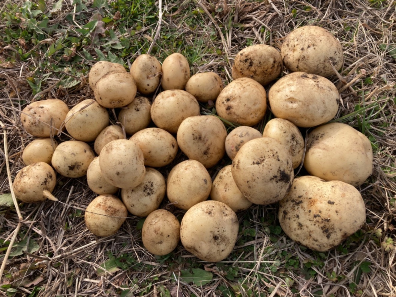 【予約販売】ドラゴンレッド🥔農林1号【お得な食べ比べセット】60サイズ【自然農法栽培】サイズ色々