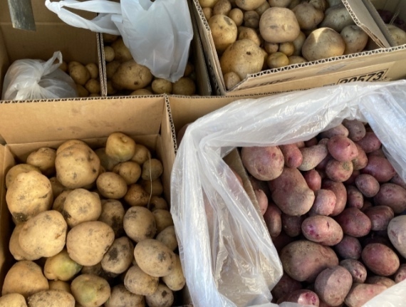 【予約販売】ドラゴンレッド🥔農林1号【お得な食べ比べセット】60サイズ【自然農法栽培】サイズ色々