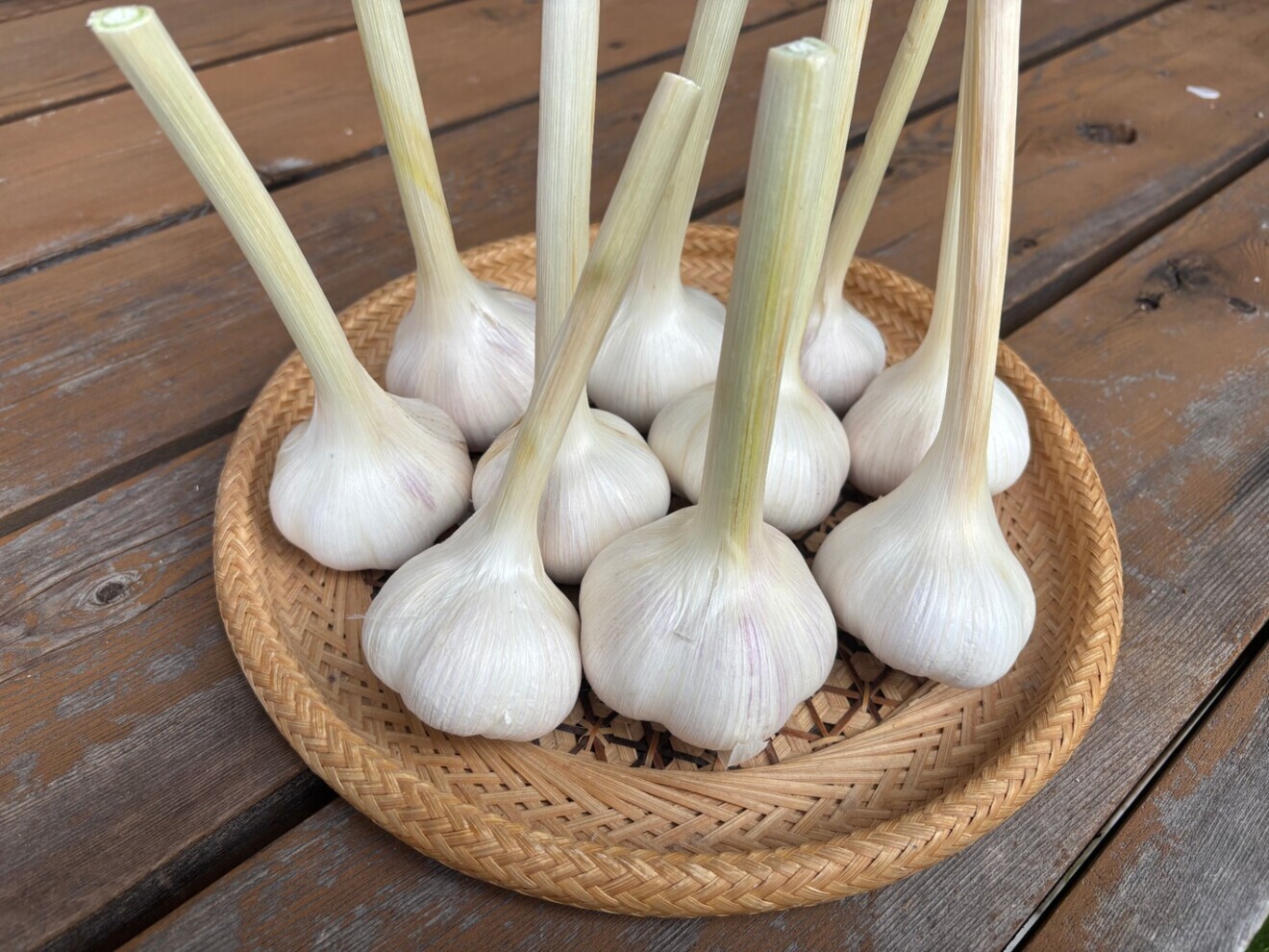 【まとめ1kg】博多八片にんにく 約1kg｜農薬・化学肥料：栽培期間中不使用 福岡産 在来品種