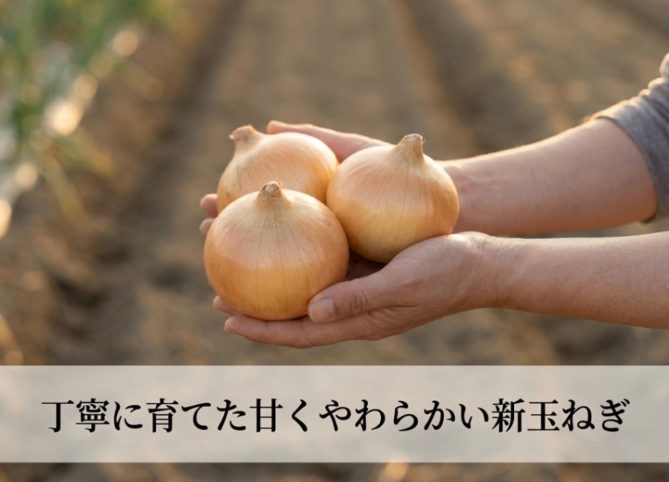 残り1箱限定、新たまねぎ♪


