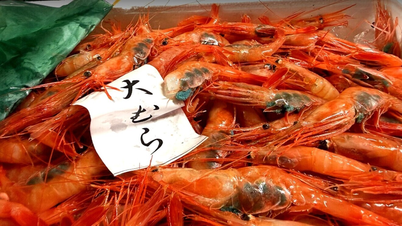 【幻のガサエビと若甘エビ （訳あり）食べ比べセット】ガサエビ500g ×甘エビ300g 産地直送 