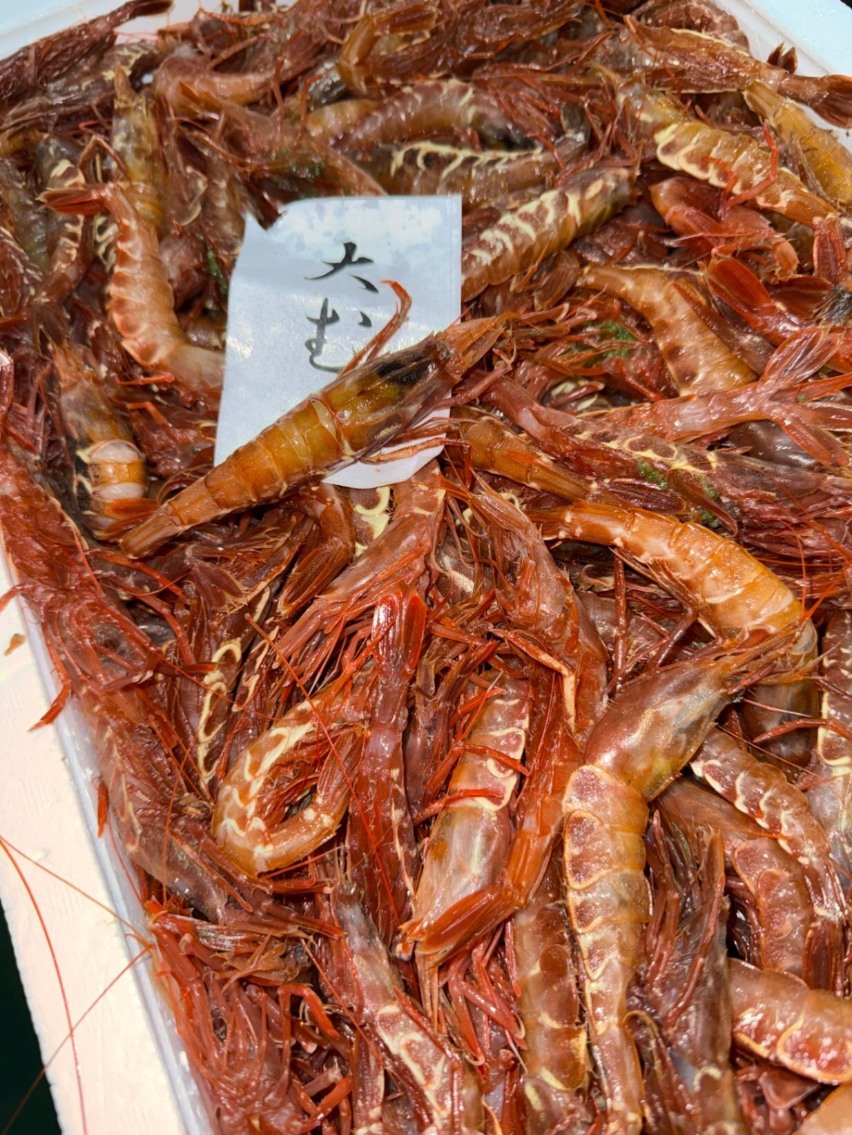 【幻のガサエビと若甘エビ （訳あり）食べ比べセット】ガサエビ500g ×甘エビ300g 産地直送 