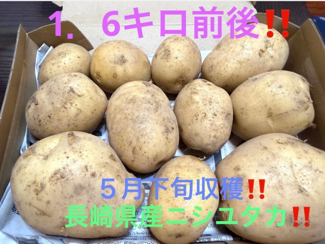 【農家直送】5／19収穫‼️長崎県産ニシユタカ新じゃが いも1．6キロ前後 野菜　芋