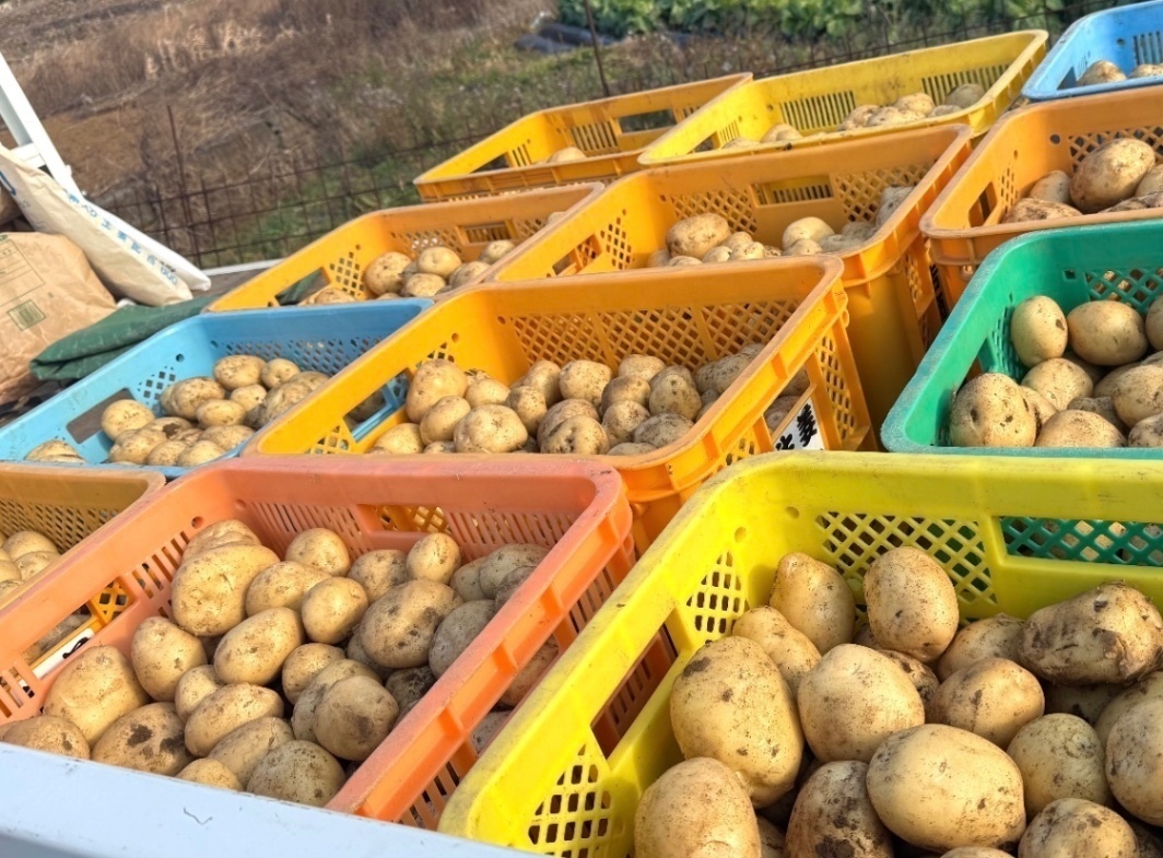 【農家直送】5／19収穫‼️長崎県産ニシユタカ新じゃが いも1．6キロ前後 野菜　芋