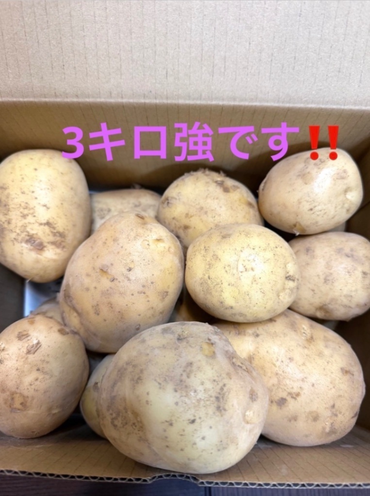 【農家直送】5/19収穫‼️長崎県産ニシユタカ新じゃが いも🥔3キロ 野菜