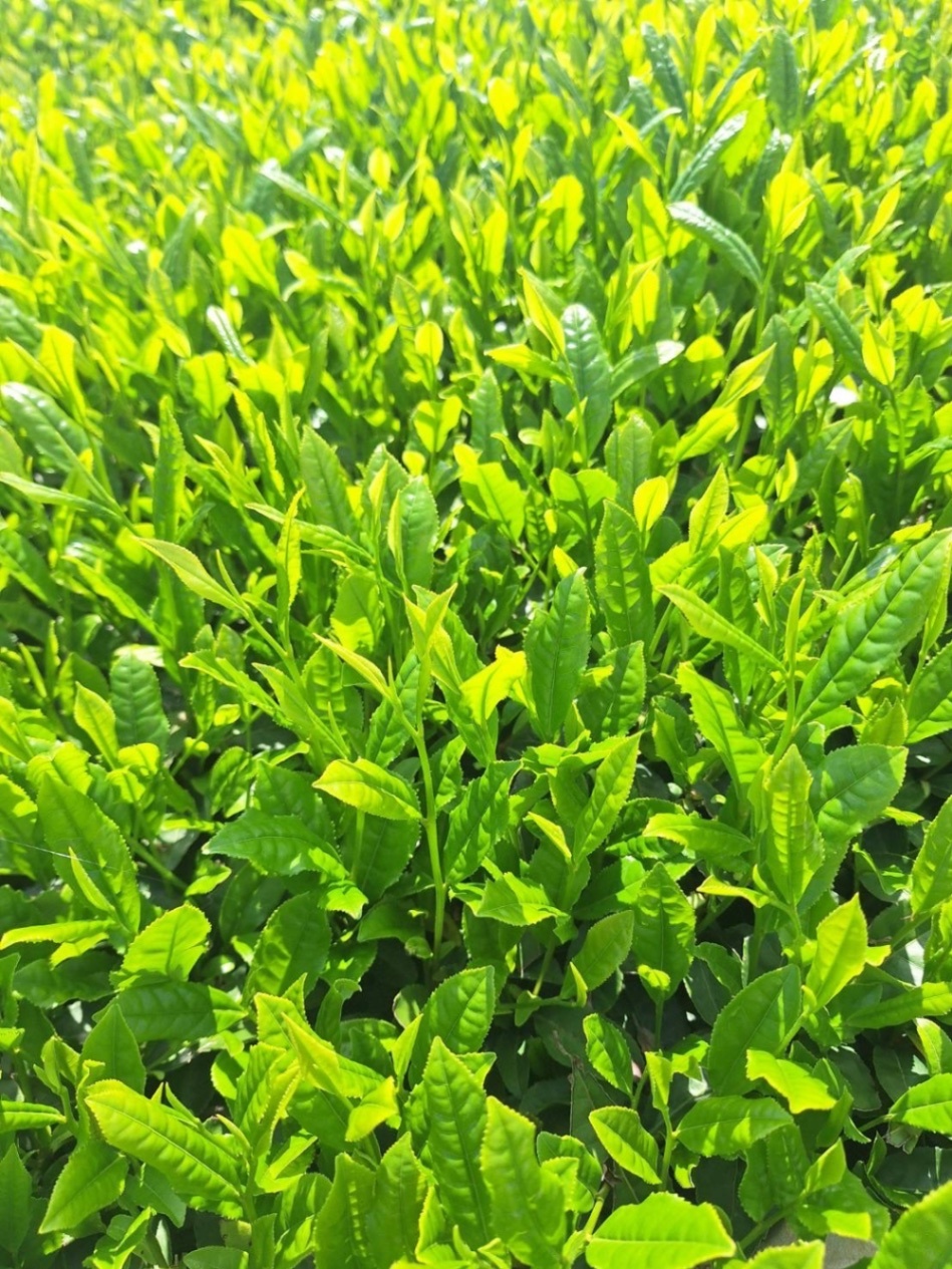 【初摘み煎茶】その年最初の葉だけが持つ、やわらかな甘み。
