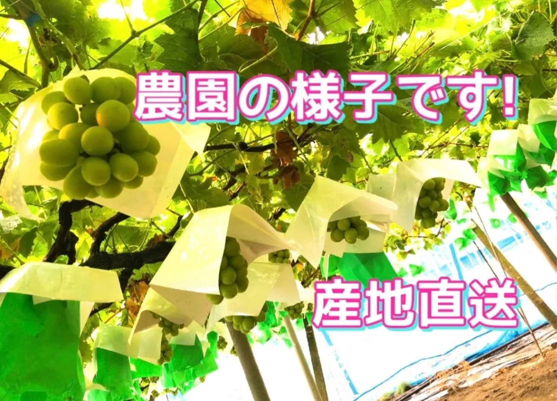 【ご注文より３日以内に収穫発送】山梨県産シャインマスカット約４キロ（２キロ×２箱）【秋の味覚】