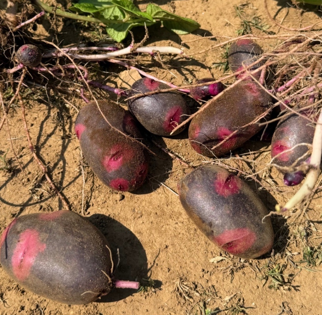 【神奈川県三浦半島】新玉ねぎ・新じゃがセット　2kg