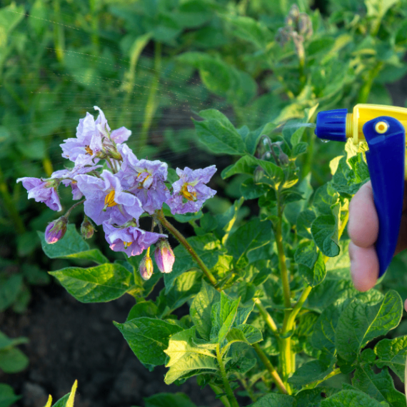 【採れたて新じゃが】 約10個 低農薬で育てたメークイン  カレー　ジャガイモ　ポテト 新鮮野菜