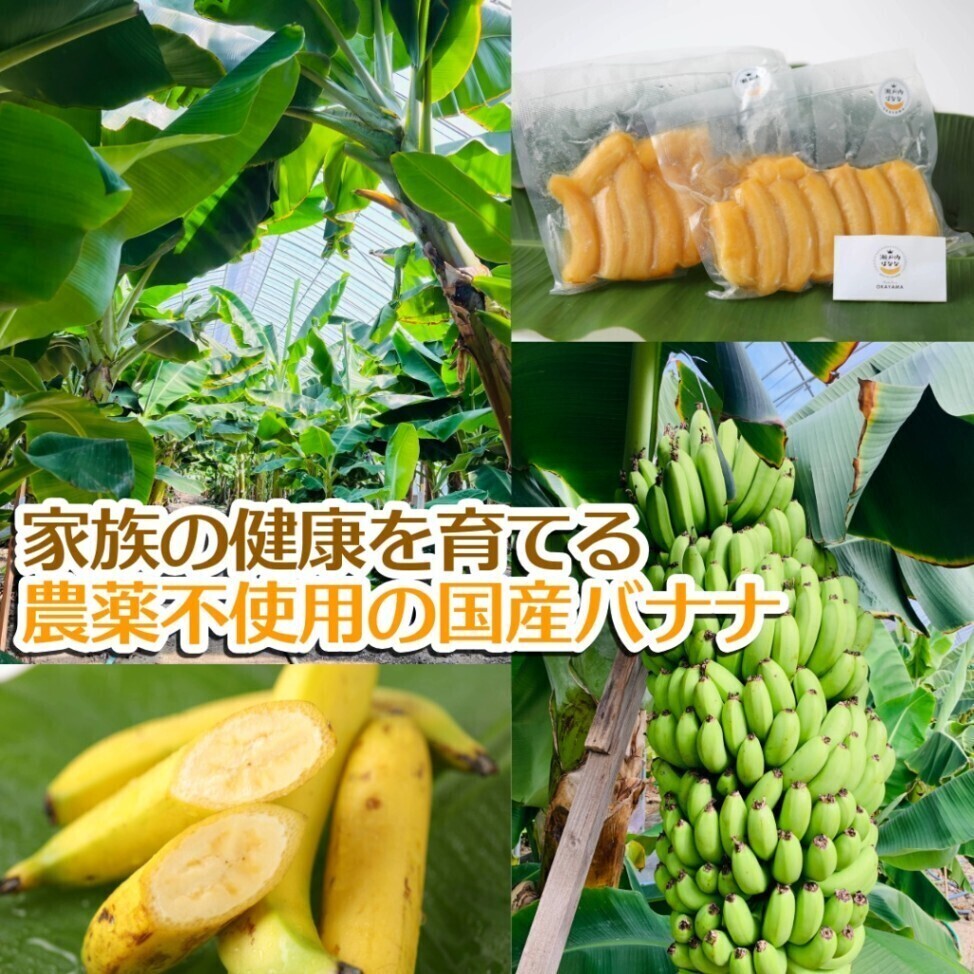 凍らせた瀬戸内ばなな フローズン 冷凍 国産バナナ 1kg 農薬不使用 防腐剤不使用 岡山県笠岡産