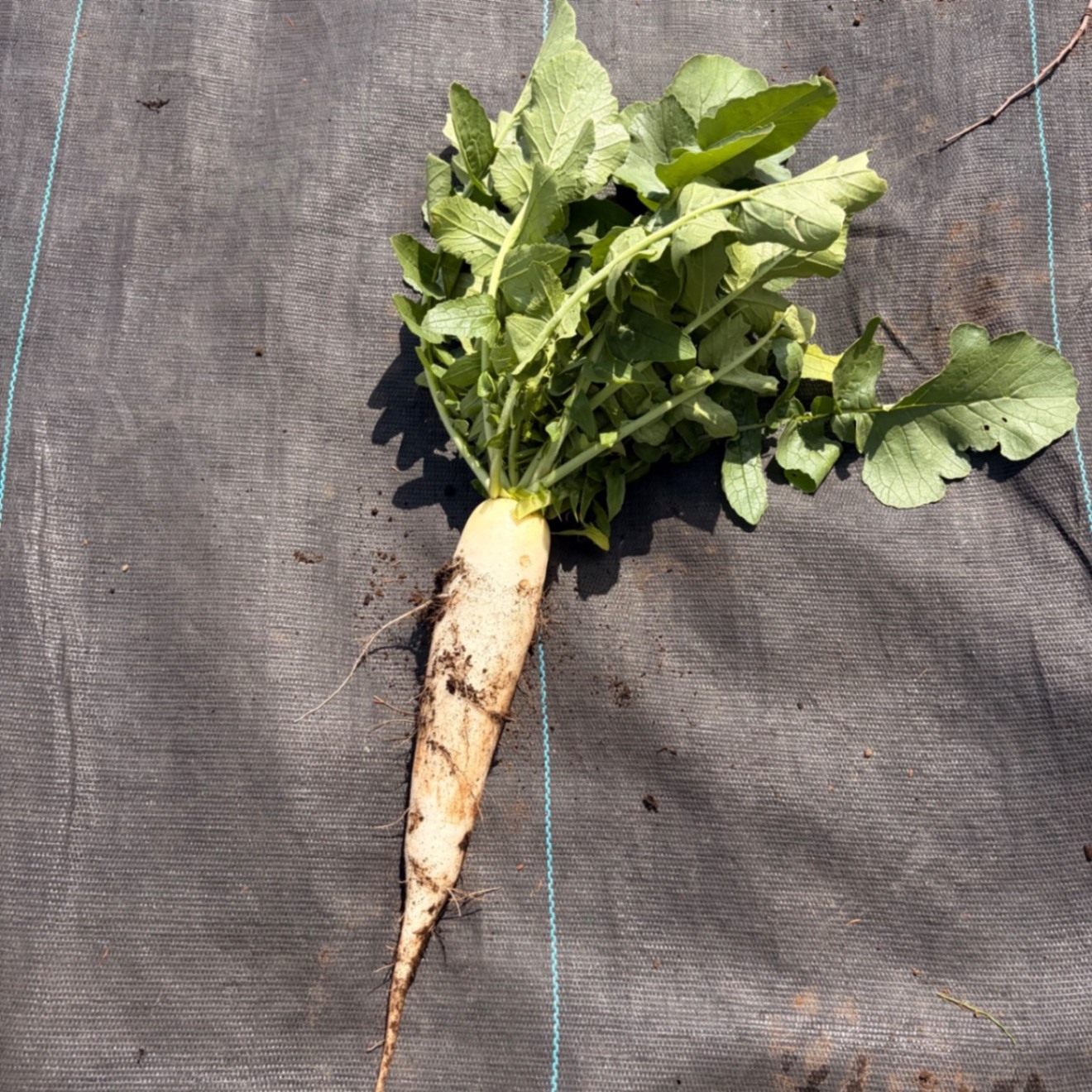 【80サイズ】家族で育てた自然派春野菜セット