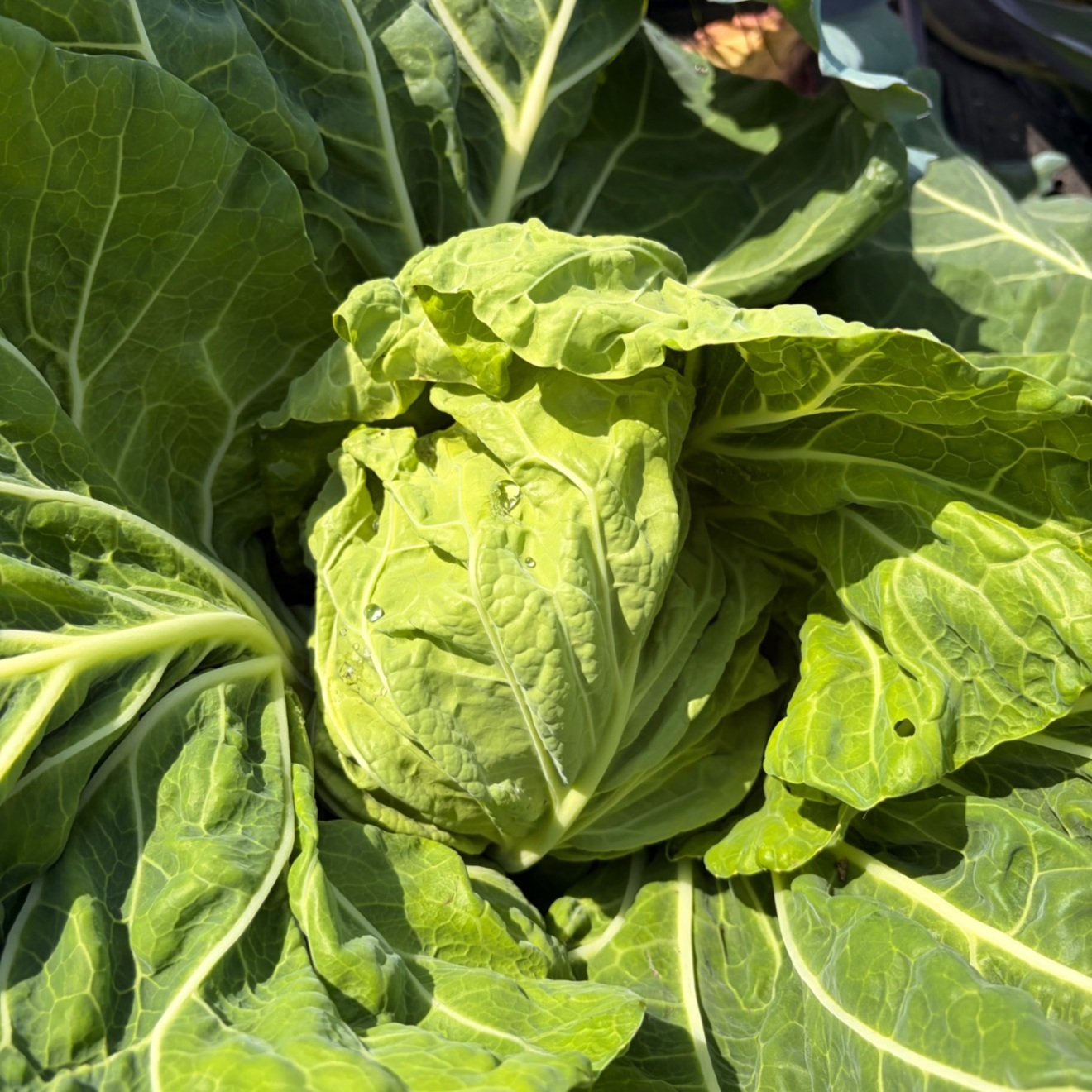 【80サイズ】家族で育てた自然派春野菜セット