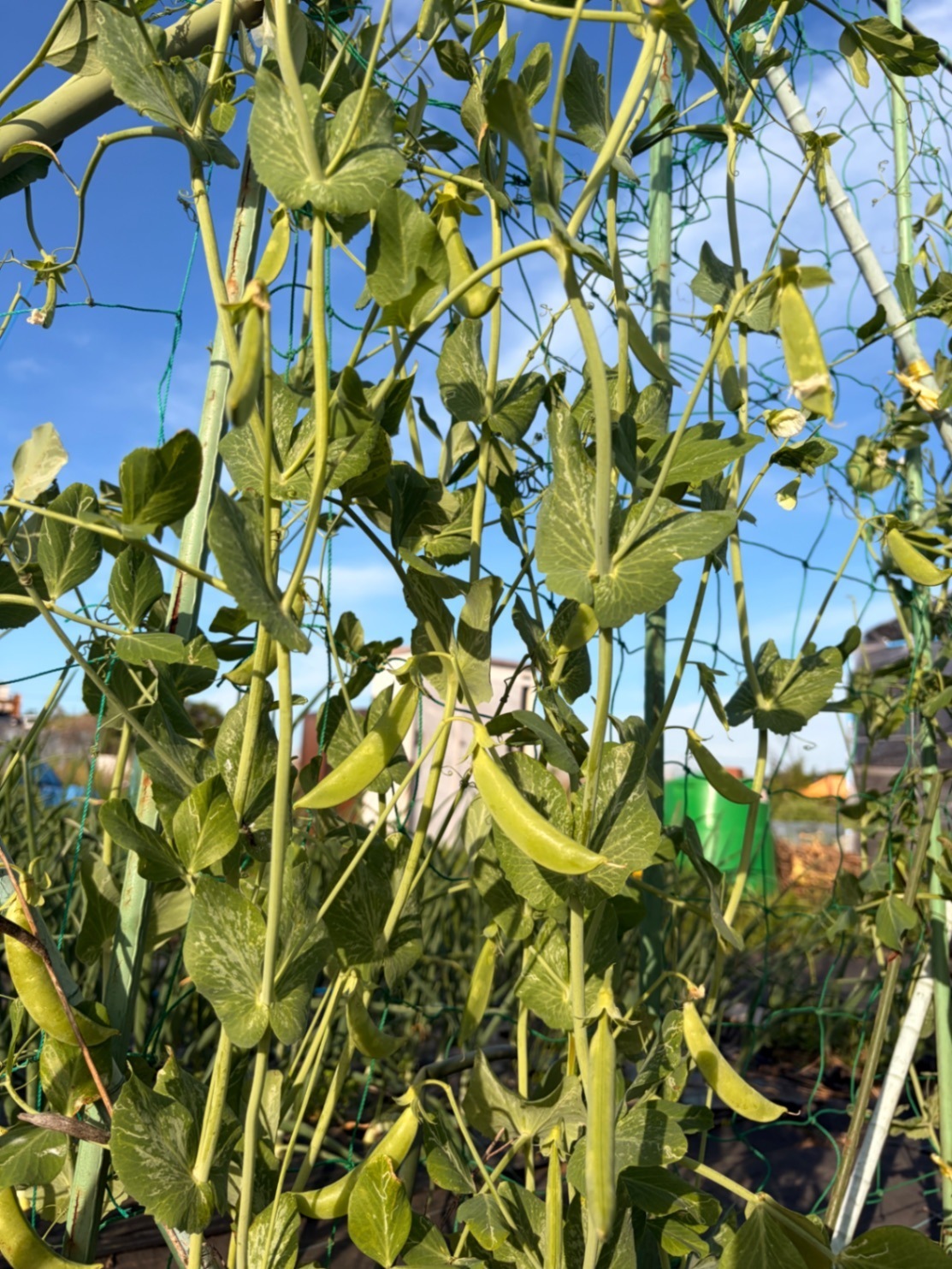 【80サイズ】家族で育てた自然派春野菜セット