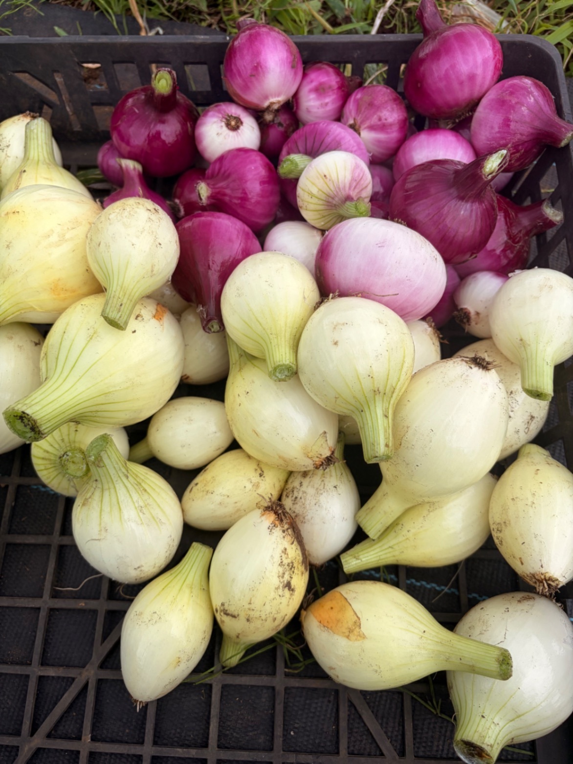 【80サイズ】家族で育てた自然派春野菜セット