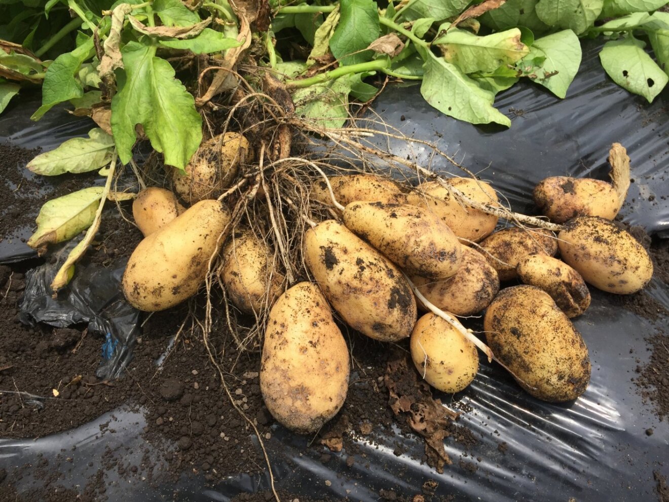 料理で選ぶ春じゃが｜メークイン 3kg