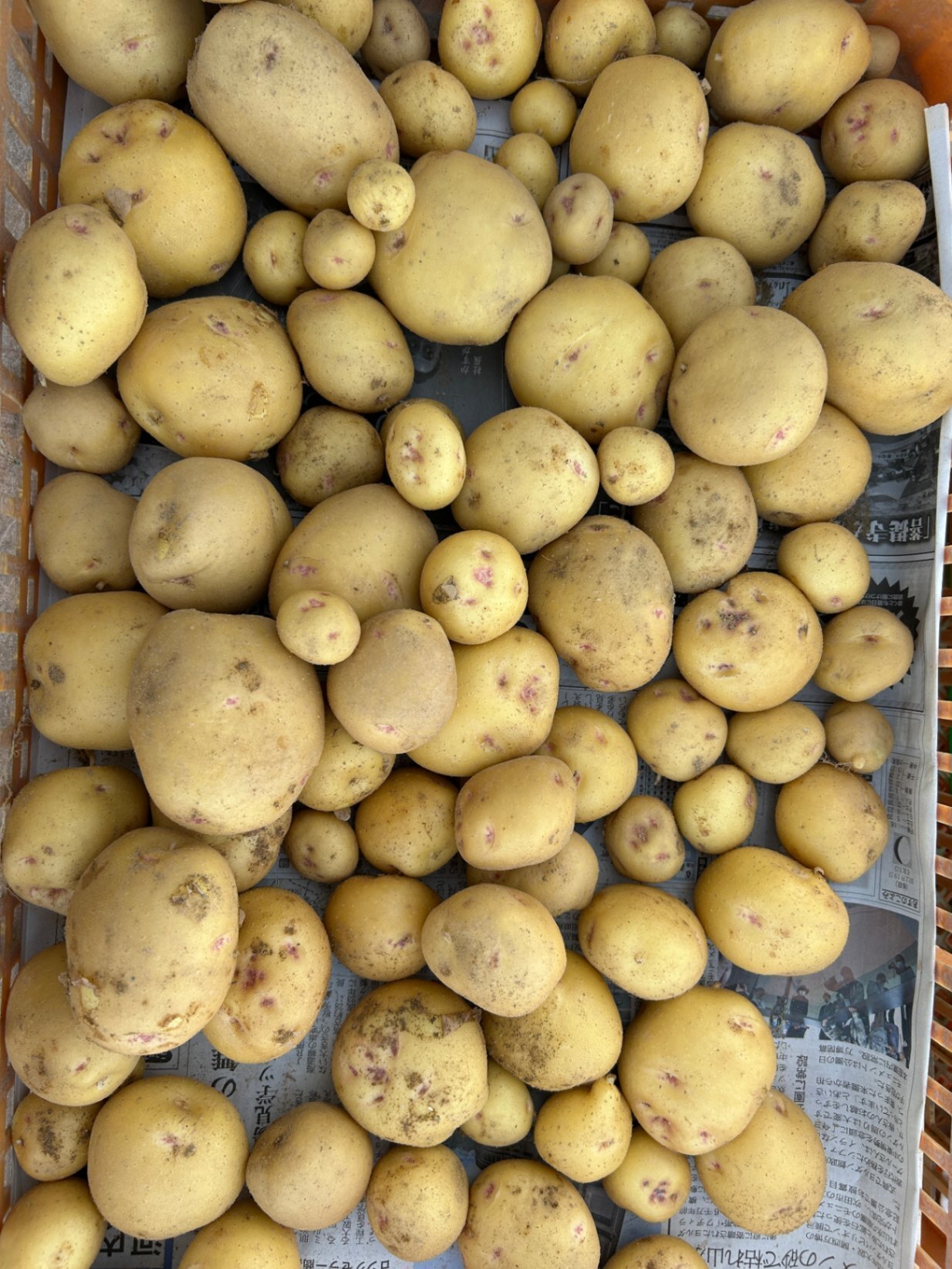 無農薬　新ジャガイモ（きたあかり） ・新赤玉ねぎ ・新ニンニク の3種類5kg！

