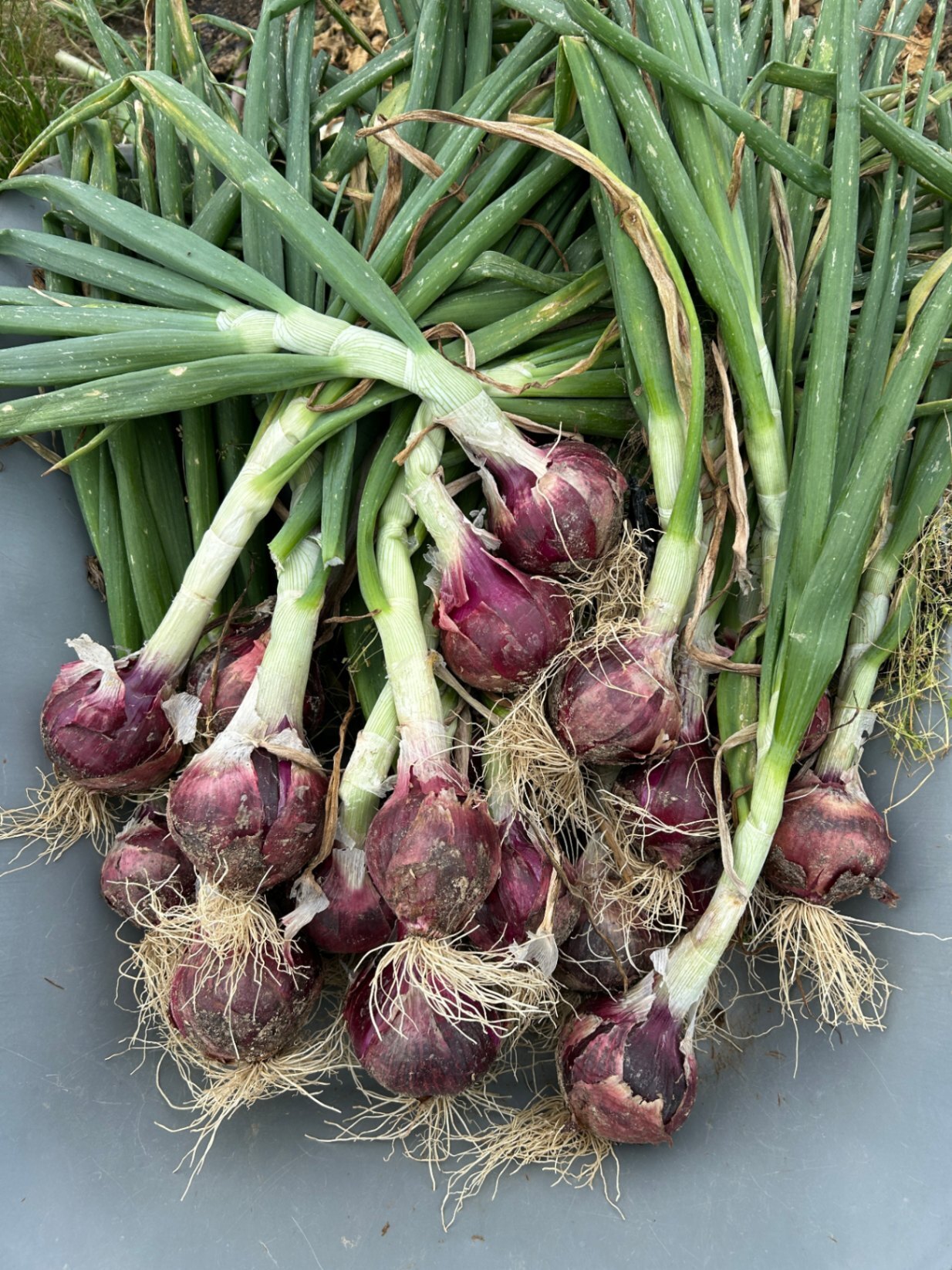 無農薬　新ジャガイモ（きたあかり） ・新赤玉ねぎ ・新ニンニク の3種類5kg！

