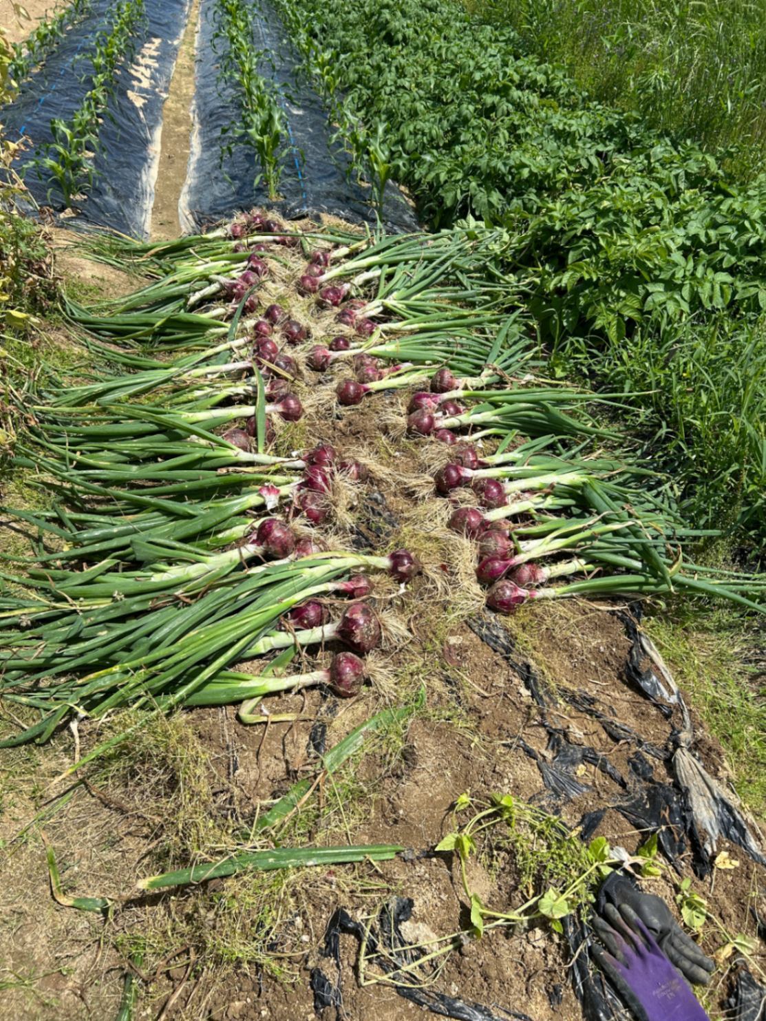 無農薬　新ジャガイモ（きたあかり） ・新赤玉ねぎ ・新ニンニク の3種類5kg！


