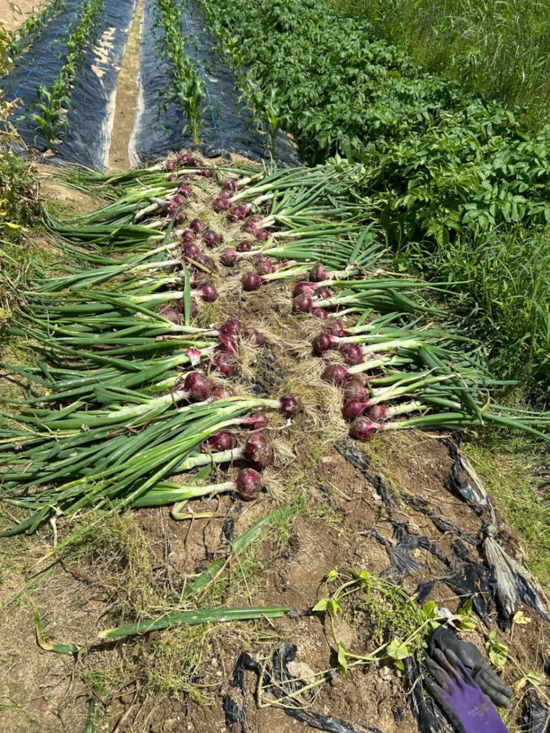 無農薬　新ジャガイモ（きたあかり） ・新赤玉ねぎ ・新ニンニク の3種類5kg！

