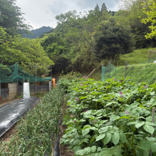 【農薬不使用】訳あり小さめ 自家栽培にんにく 嘉定種 300g