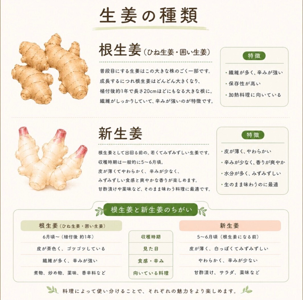【生姜食べ比べセット！】新生姜と根生姜 各500g　合計1kg  しょうが ショウガ 