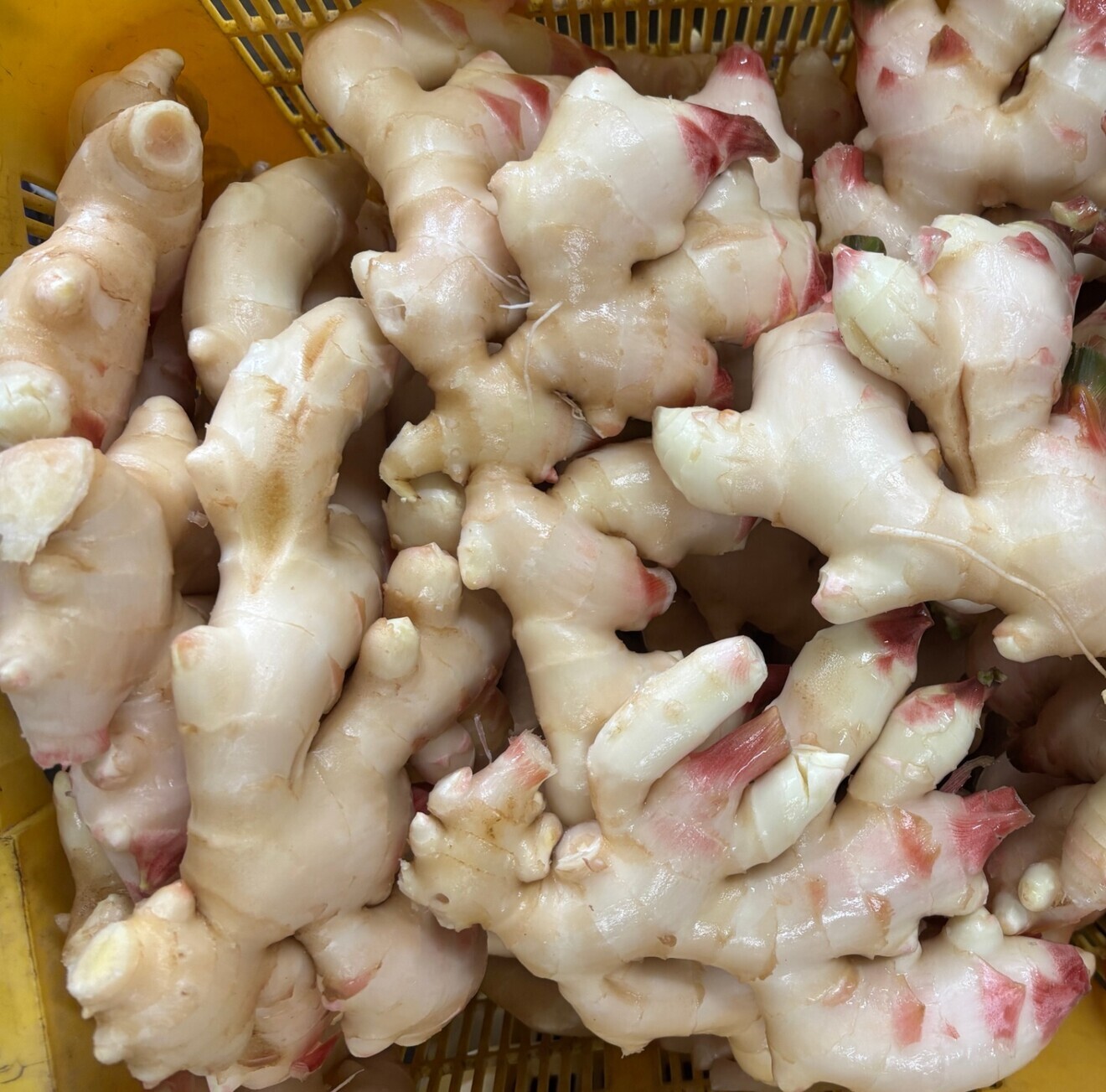 【生姜食べ比べセット！】新生姜と根生姜 各500g　合計1kg  しょうが ショウガ 