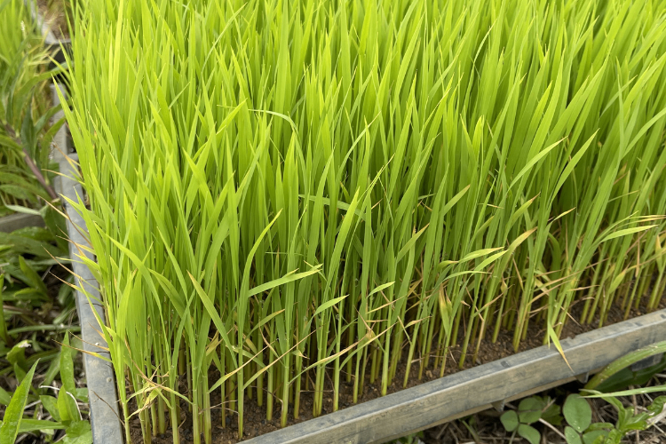 ★お試し★R7コシヒカリ『無洗米』900g！5年以上化学肥料不使用・有機肥料で育てたお米！農家直送