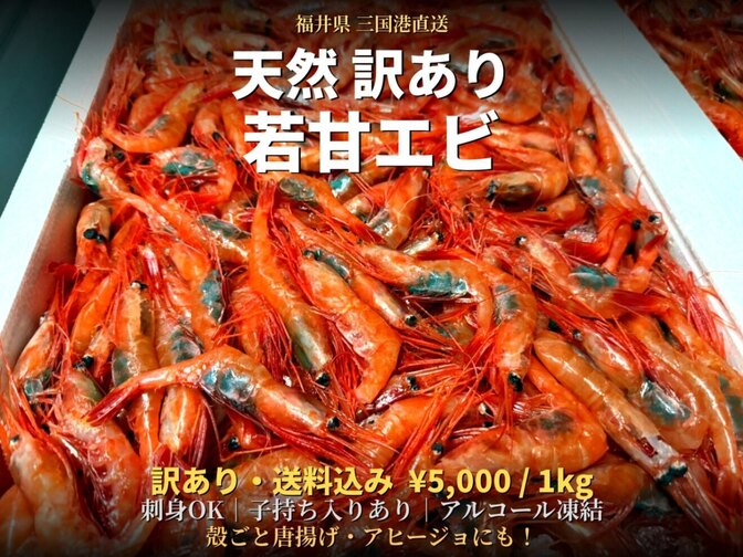 【訳あり・送料込】福井県三国港産 天然甘エビ1kg 子持ち入りあり・刺身OK
